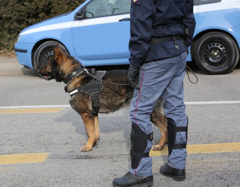 Cane poliziotto della polizia italiana durante l'evento immagine stock Cane poliziotto della polizia italiana durante l'evento immagine stock