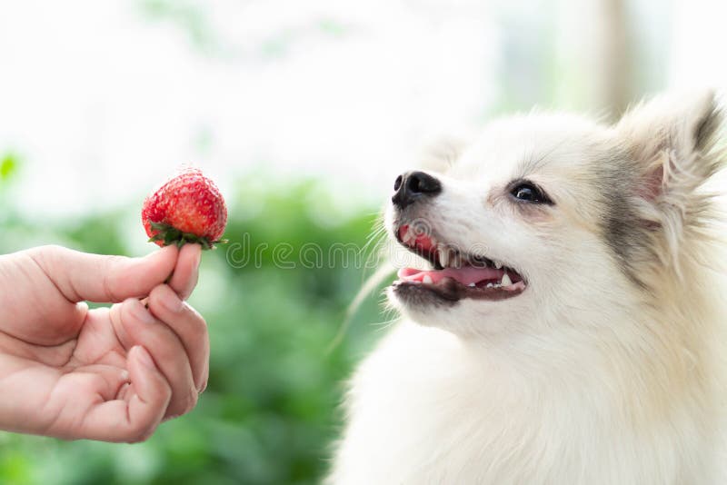 Cane pomeranian sveglio del primo piano che sembra fragola rossa a disposizione con il momento felice, fuoco selettivo immagini stock Cane pomeranian sveglio del primo piano che sembra fragola rossa a disposizione con il momento felice, fuoco selettivo immagini stock
