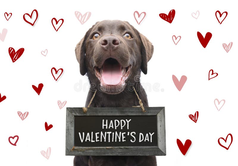 Cane romantico con il giorno di biglietti di S. Valentino felice del testo sul bordo di legno con i cuori disegnati a mano svegli Cane romantico con il giorno di biglietti di S. Valentino felice del testo sul bordo di legno con i cuori disegnati a mano svegli