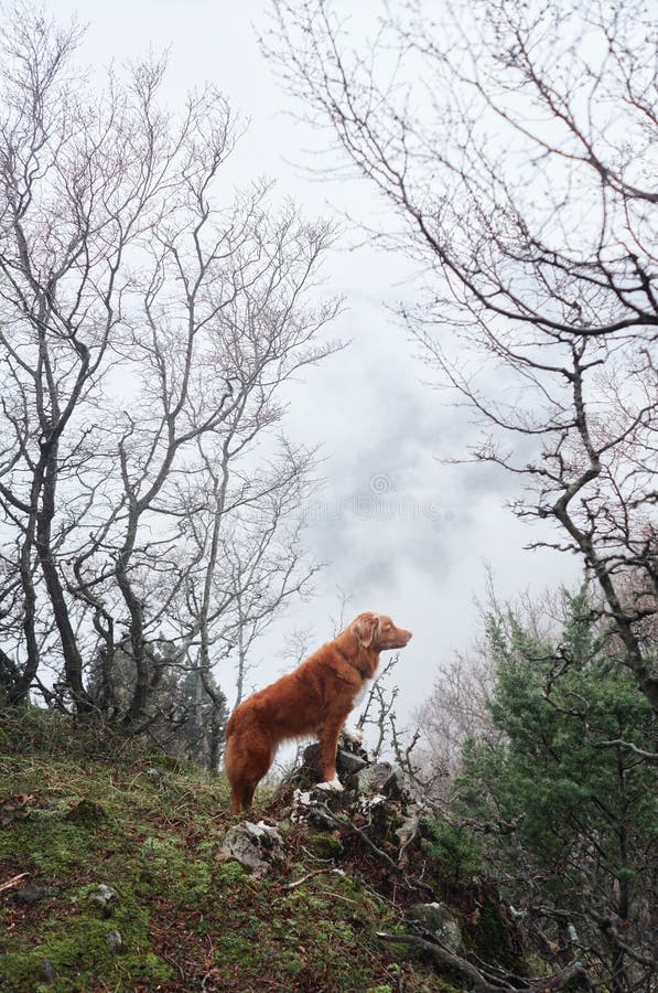 Cane rosso in una foresta nebbia. nova scotia duck tollever in natura. escursionismo con un animale domestico. favola