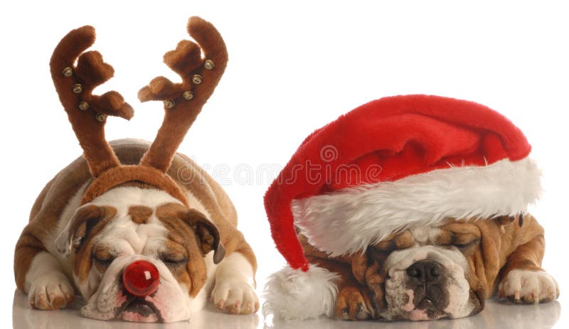 Cane Santa e Rudolph