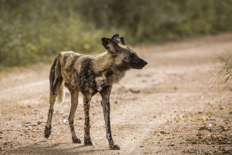 Cane selvaggio africano nel parco nazionale di Kruger, Sudafrica fotografie stock libere da diritti Cane selvaggio africano nel parco nazionale di Kruger, Sudafrica fotografie stock libere da diritti