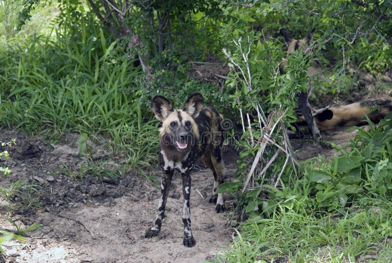 Cane selvaggio africano, sosta nazionale di Selous, Tanzania