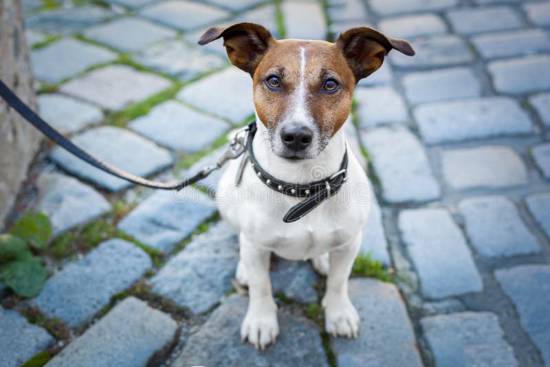 Cane senza casa solo con il guinzaglio fotografia stock libera da diritti Cane senza casa solo con il guinzaglio fotografia stock libera da diritti