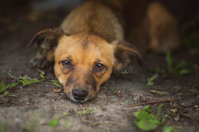 Cane senza tetto fotografia stock Cane senza tetto fotografia stock