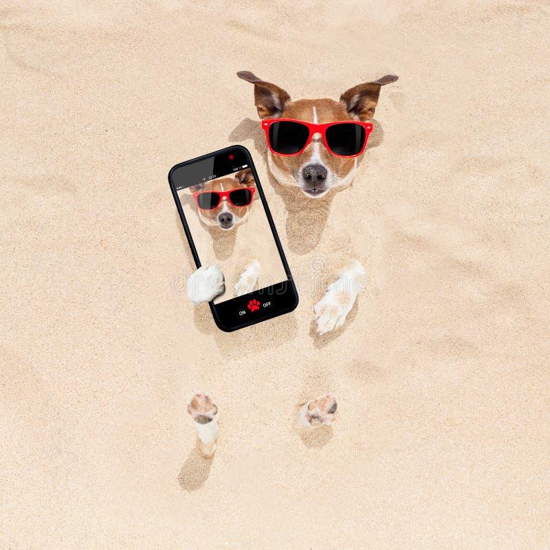 Cane sepolto nel selfie della sabbia immagine stock libera da diritti Cane sepolto nel selfie della sabbia immagine stock libera da diritti