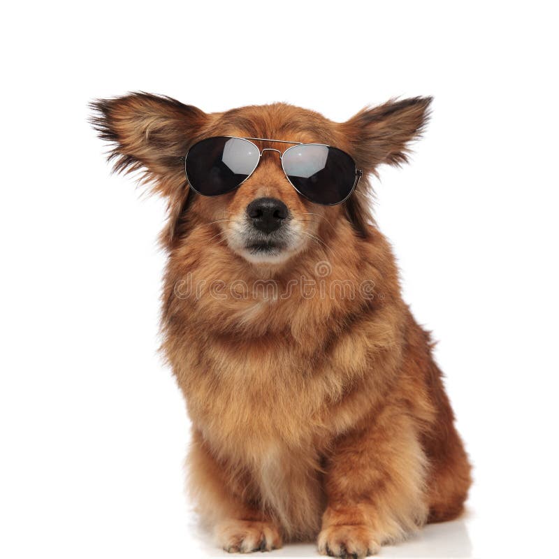 Cane simile a pelliccia marrone fresco con la seduta degli occhiali da sole