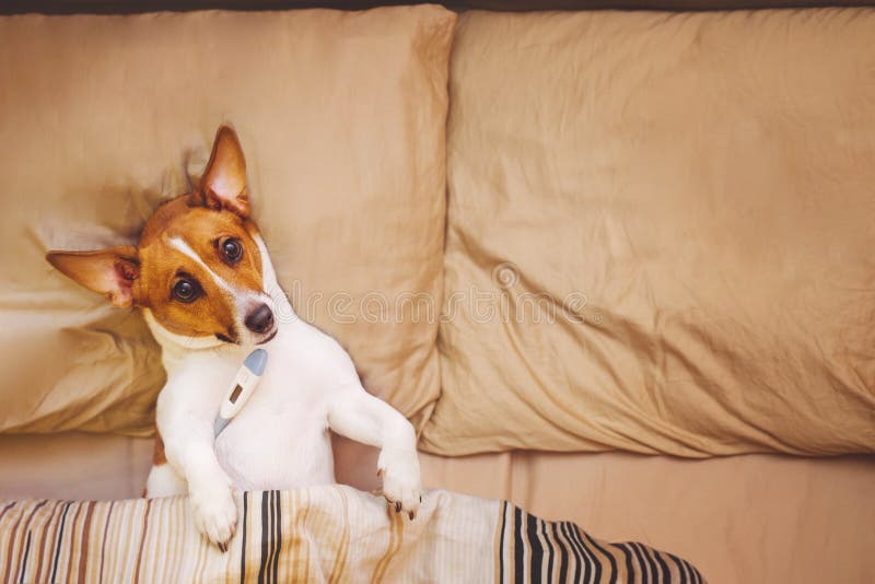 Cane Sotto La Trapunta Con Febbre E La Temperatura Fotografia Stock Immagine di carino