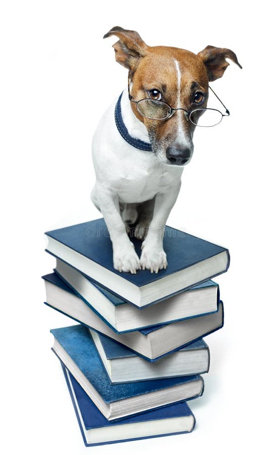Cane su una pila di libro Cane su una pila di libro