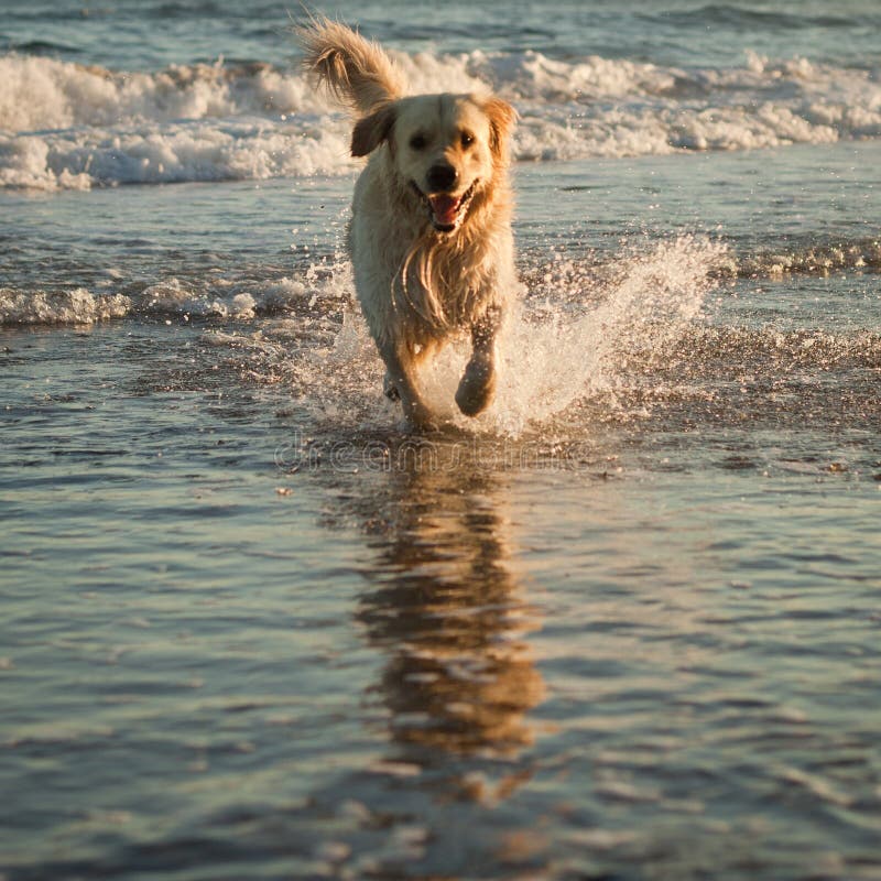 Cane su una spiaggia immagine stock Cane su una spiaggia immagine stock