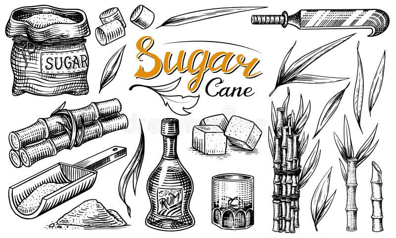 Cane sugar with leaves. Set of Sugarcane plants. Stalks and bottle of rum, Wooden plate spoon, Cubes and juice, Bamboo