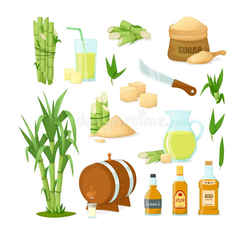 Cane sugar with stem and leaf plants vector cartoon illustration