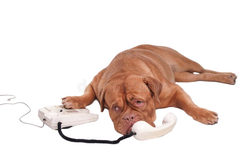 Cane sul telefono immagine stock. Immagine di chiamata 17284571