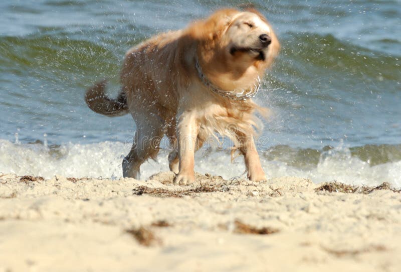 Cane sulla spiaggia immagine stock. Immagine di scossa 24308257