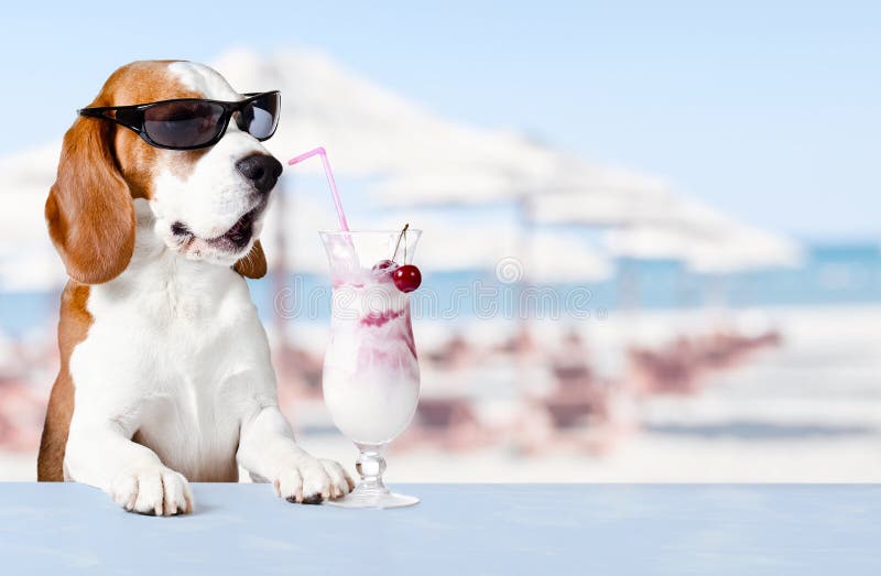 Cane sveglio in cocktail della bevanda degli occhiali da sole fotografia stock Cane sveglio in cocktail della bevanda degli occhiali da sole fotografia stock