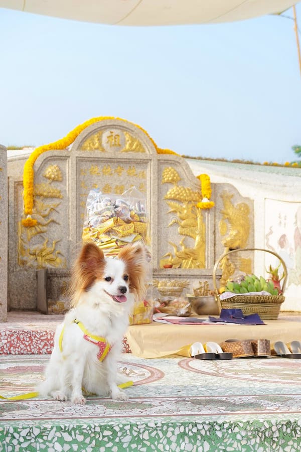 Cane sveglio davanti all'altare di culto al cimitero dei ances fotografia stock libera da diritti Cane sveglio davanti all'altare di culto al cimitero dei ances fotografia stock libera da diritti