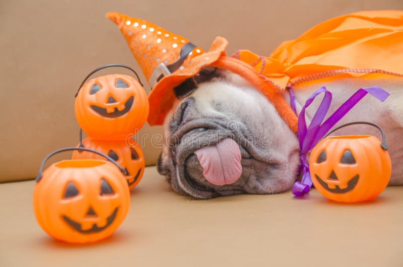 Cane sveglio del carlino con il costume di resto felice di sonno di giorno di Halloween sulla s fotografia stock Cane sveglio del carlino con il costume di resto felice di sonno di giorno di Halloween sulla s fotografia stock
