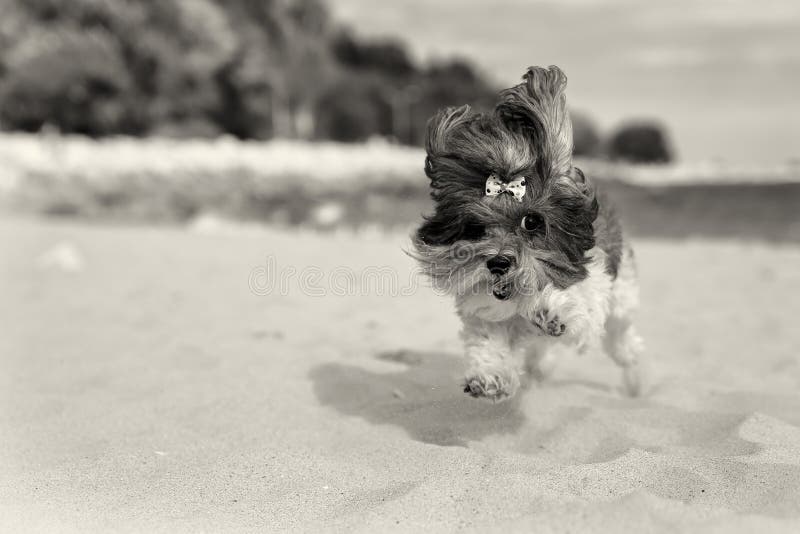 Cane sveglio di Bichon Havanese che corre happilly sulla spiaggia La seppia ha tonificato l'immagine, profondità di campo bassa, fotografia stock Cane sveglio di Bichon Havanese che corre happilly sulla spiaggia La seppia ha tonificato l'immagine, profondità di campo bassa, fotografia stock