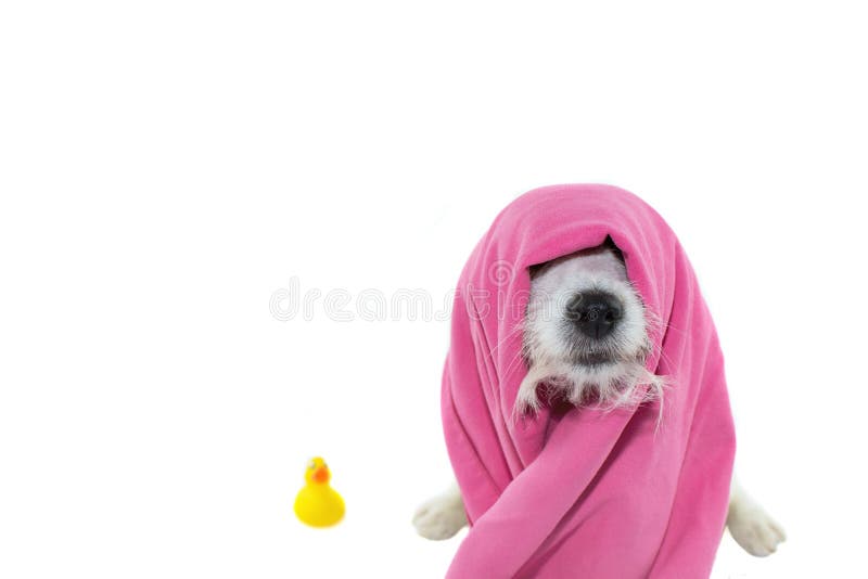 CANE SVEGLIO DI JACK RUSSELL CHE ASPETTA UN BAGNO CON UN ASCIUGAMANO ROSA SOPRA LUI fotografie stock libere da diritti CANE SVEGLIO DI JACK RUSSELL CHE ASPETTA UN BAGNO CON UN ASCIUGAMANO ROSA SOPRA LUI fotografie stock libere da diritti