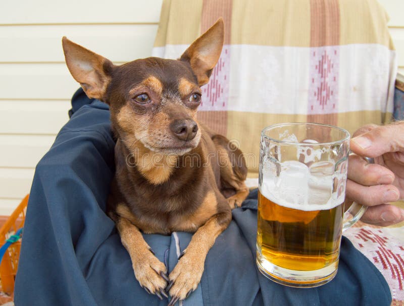 Cane sveglio divertente con una birra, che offre il suo proprietario umore immagine stock Cane sveglio divertente con una birra, che offre il suo proprietario umore immagine stock