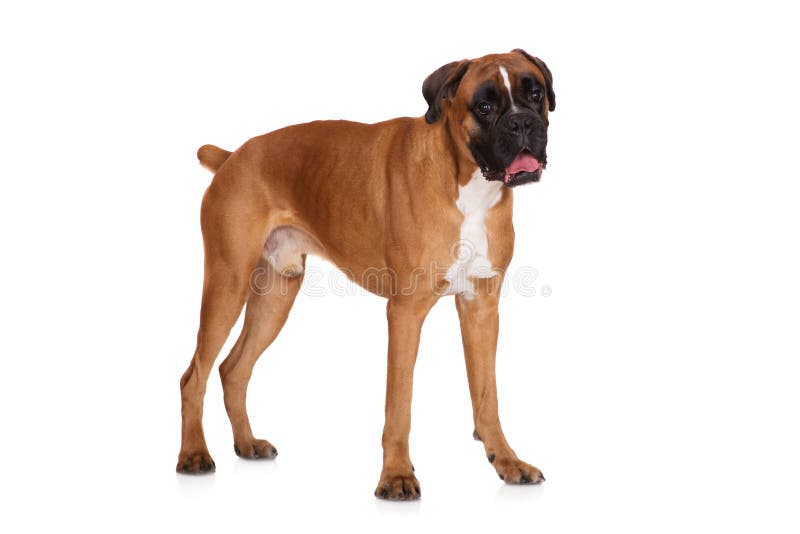 Cane tedesco rosso del pugile che sta sul bianco fotografia stock libera da diritti Cane tedesco rosso del pugile che sta sul bianco fotografia stock libera da diritti