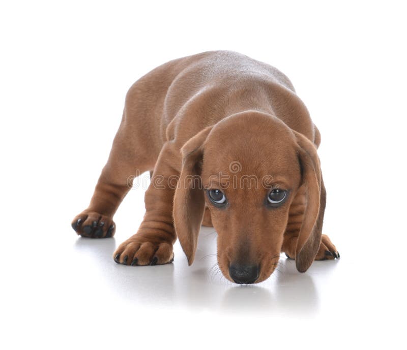 cane timido che si muove dentro per uno sguardo immagine stock cane timido che si muove dentro per uno sguardo immagine stock