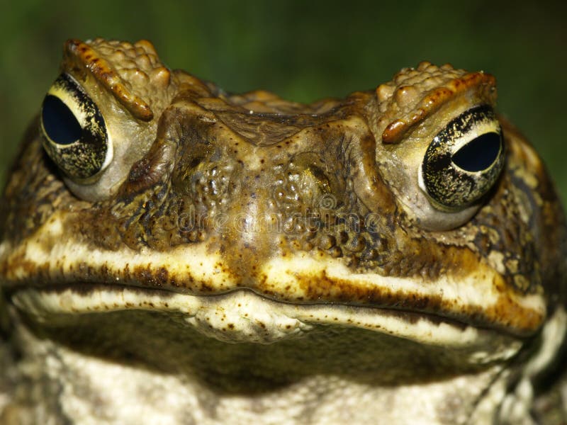 Cane toad eye stock photo. Image of warts, bumps, toad 10831256