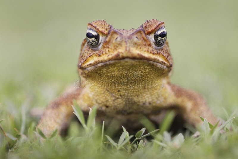 Cane toad on white