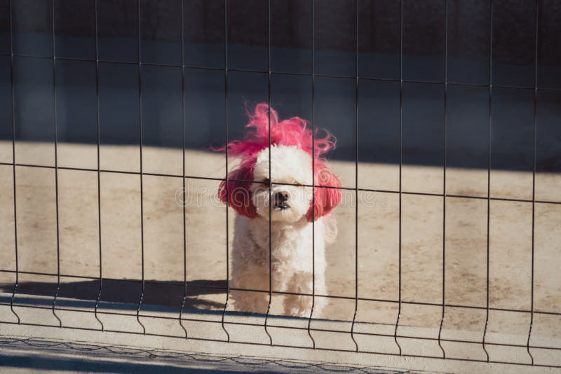 Cane tzu bianco adorabile con capelli rosa da una recinzione metallica. Un adorabile cane tzu bianco con capelli rosa da una recinzione metallica.