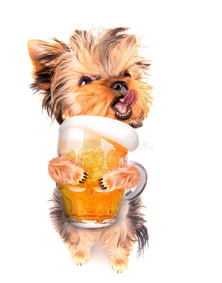 Cane ubriaco con birra fotografia stock libera da diritti Cane ubriaco con birra fotografia stock libera da diritti