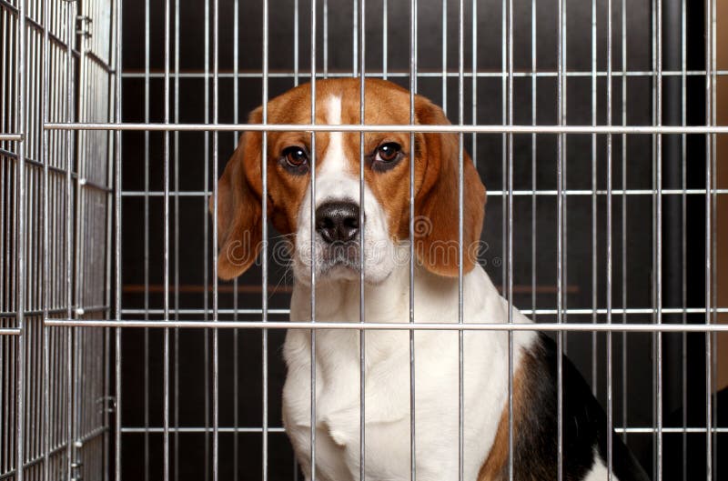 Cane in una gabbia