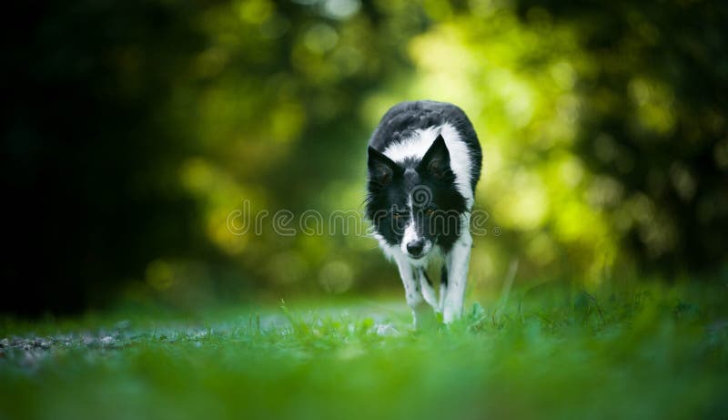 Cane venente ed accovacciantesi & x28; Confine in bianco e nero Collie& x29; fotografia stock libera da diritti Cane venente ed accovacciantesi & x28; Confine in bianco e nero Collie& x29; fotografia stock libera da diritti