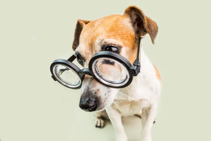Cane in vetri cucciolo divertente di stile del nerd Di nuovo al tema del banco fotografie stock libere da diritti Cane in vetri cucciolo divertente di stile del nerd Di nuovo al tema del banco fotografie stock libere da diritti