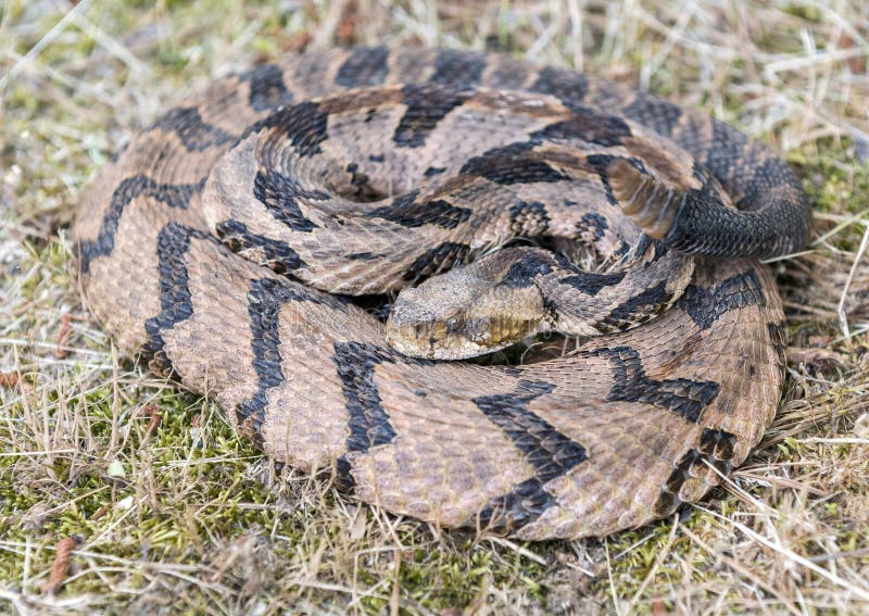 Canebrake Timber Rattlesnake coiled rattling and ready to strike. A venomous pit viper endemic to the eastern United States. Photographed in Walton County, Georgia. May 8, 2020.