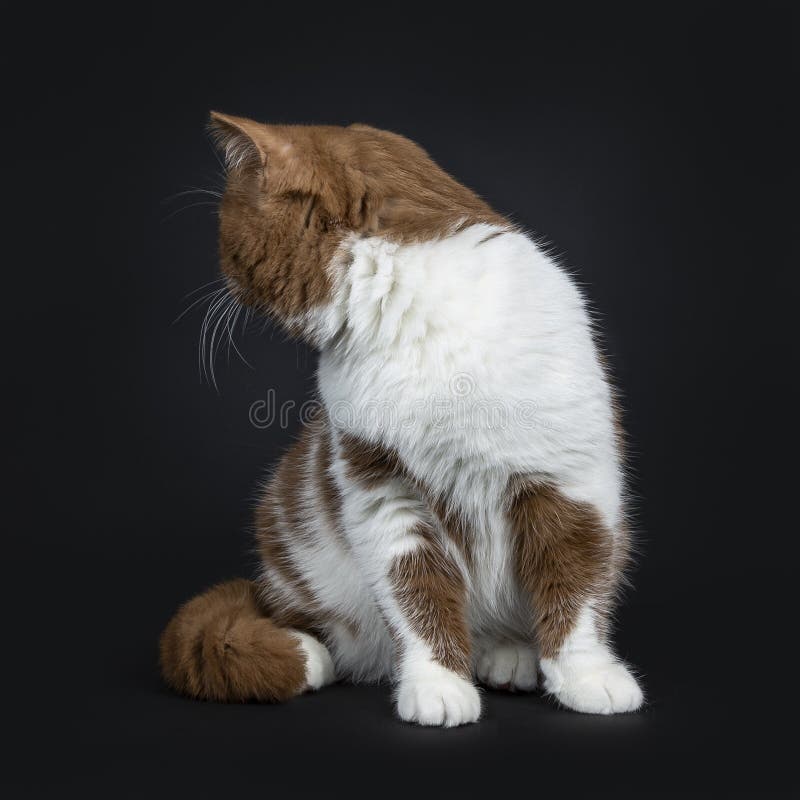 Canela bonita com o gatinho britânico branco do gato de Shorthair, isolado em um fundo preto imagens de stock royalty free Canela bonita com o gatinho britânico branco do gato de Shorthair, isolado em um fundo preto imagens de stock royalty free