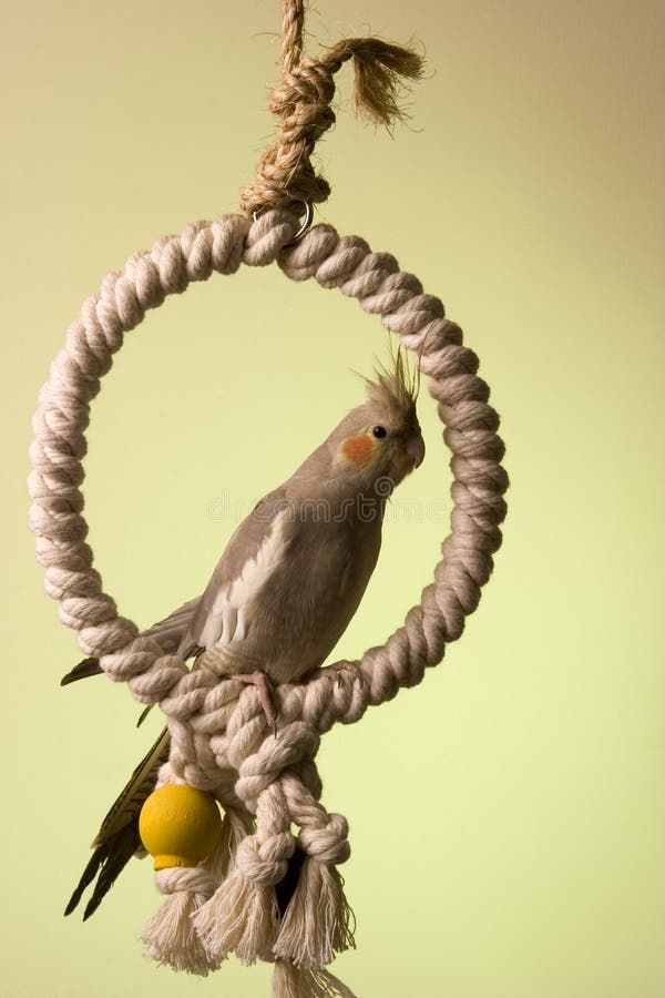 cockatiel swing