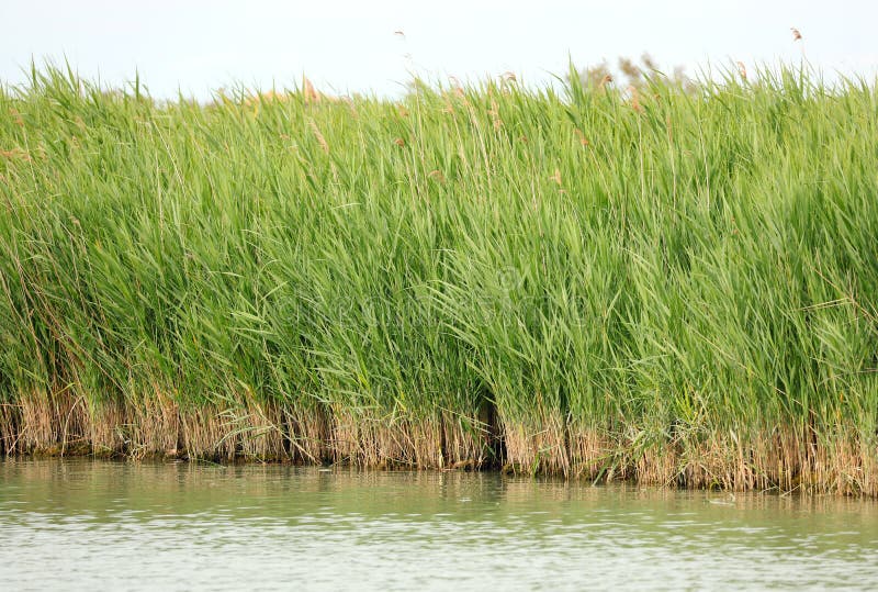 Canes in the Reed Bed by the Big River in Summer Stock Image Image of