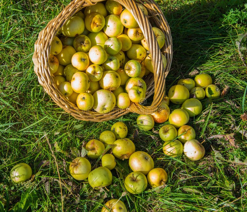 Canestro con i raccolti delle mele verdi e gialle nel giardino Canestro dei frutti freschi, maturi, organici nel giardino fotografia stock libera da diritti Canestro con i raccolti delle mele verdi e gialle nel giardino Canestro dei frutti freschi, maturi, organici nel giardino fotografia stock libera da diritti