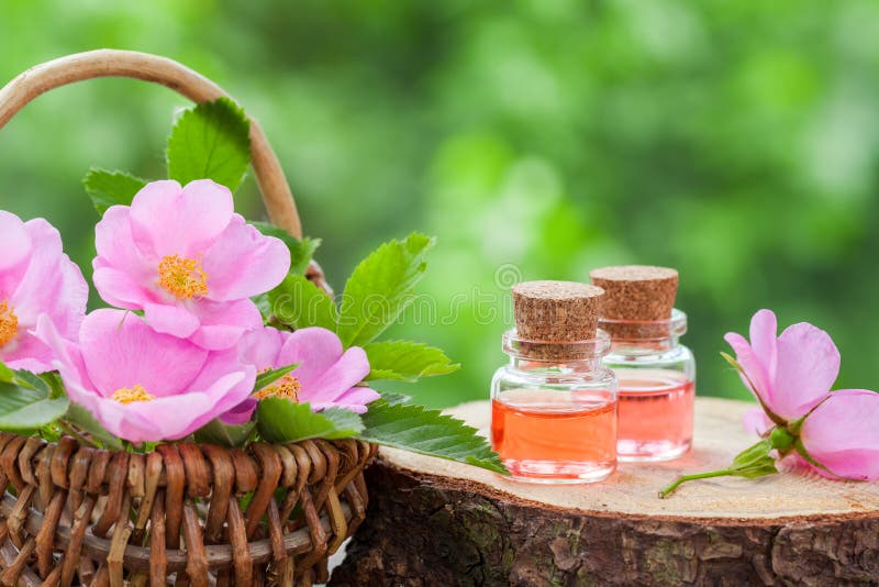 Canestro di vimini con i fiori del cinorrodonte e le bottiglie di olio fotografia stock libera da diritti