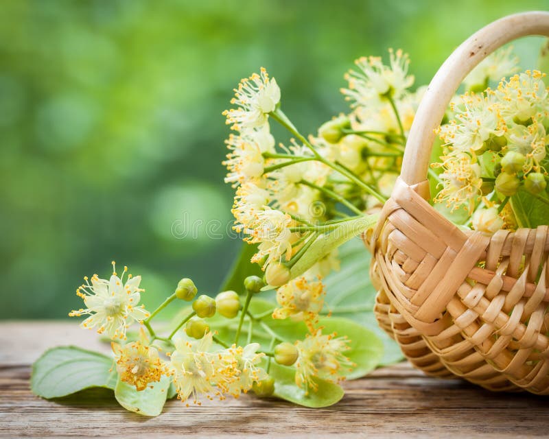 Canestro di vimini con i fiori della calce fotografia stock