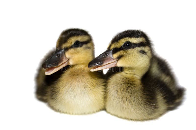 Canetons. image stock