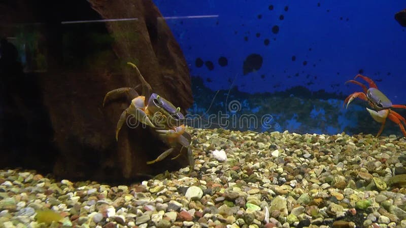 Cangrejo arco iris africano cangrejo de luna nigeriano o armatum de cangrejo patriota en acuario