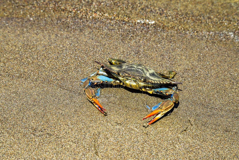 Cangrejo azul con las garras grandes que flotan en agua imagenes de archivo Cangrejo azul con las garras grandes que flotan en agua imagenes de archivo