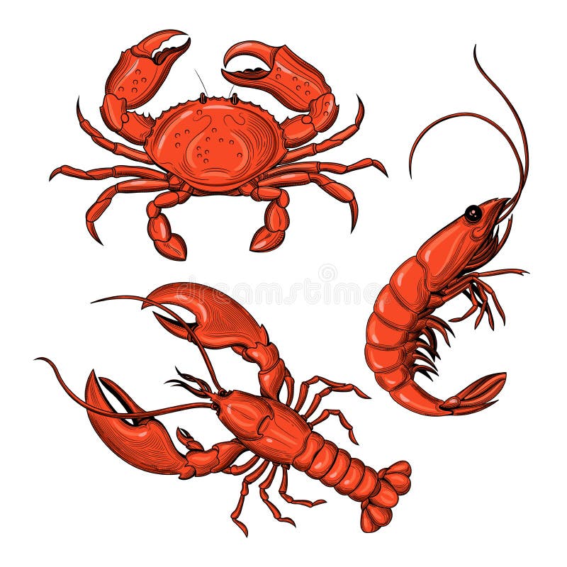 Cangrejo, camarón, langosta Mariscos stock de ilustración Cangrejo, camarón, langosta Mariscos stock de ilustración