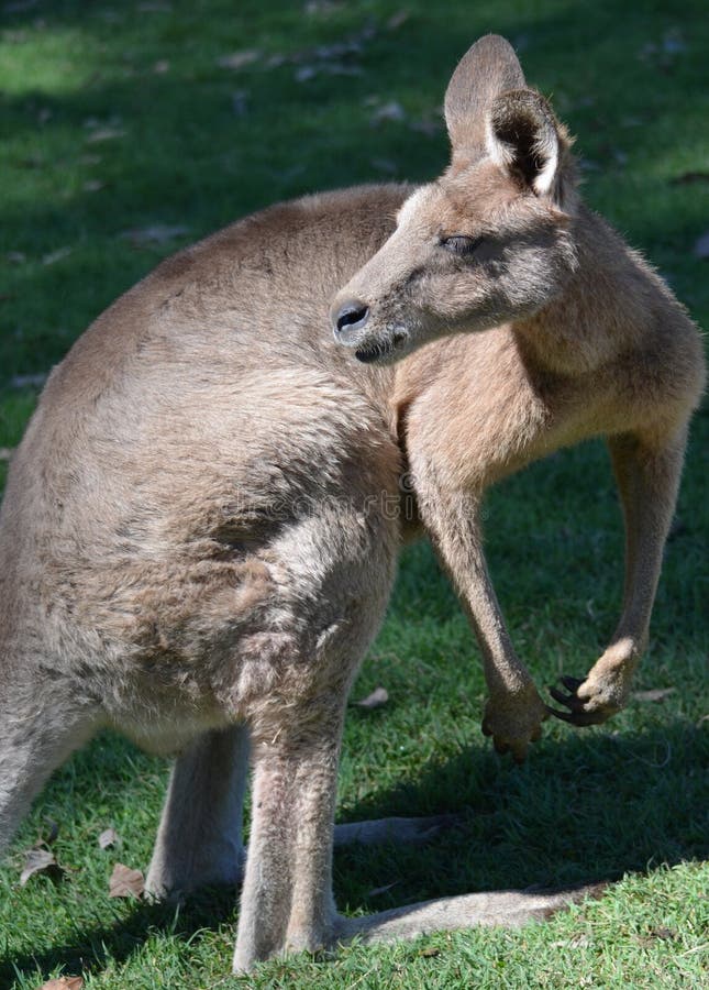 Canguro Bebé Salvaje Australia Bolsa Delantera Una Madre Cerca: fotografía  de stock © Natsicha #202971006