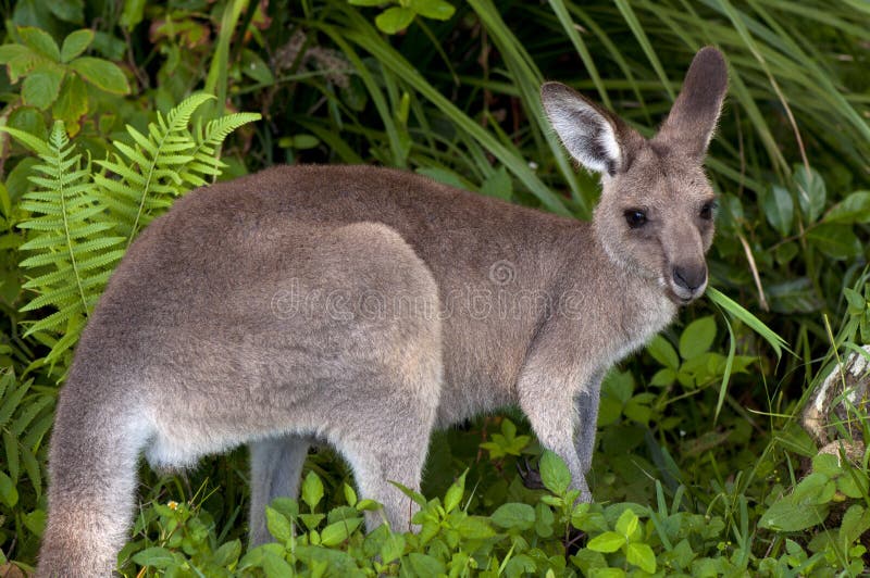 Canguro che mangia erba. fotografia stock. Immagine di australiano