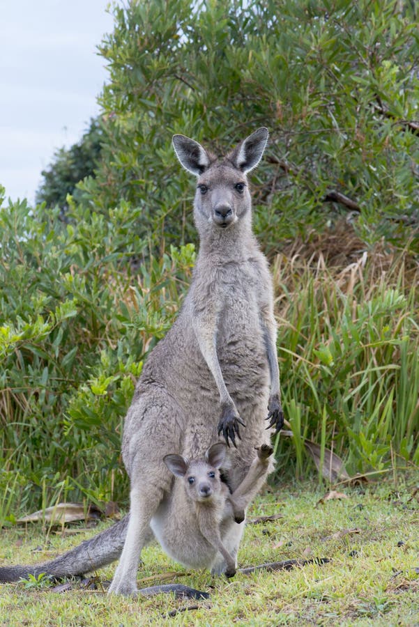 Mummia Del Canguro Con Un Bambino Joey Nel Sacchetto Immagine Stock Immagine di grigio, dolce