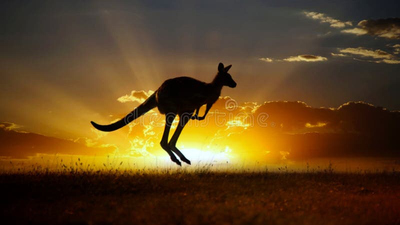 Canguro dell'australiano di tramonto outback immagini stock