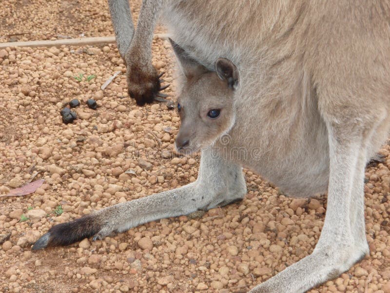 Canguro joven de Joey imagen de archivo. Imagen de fauna 8370901