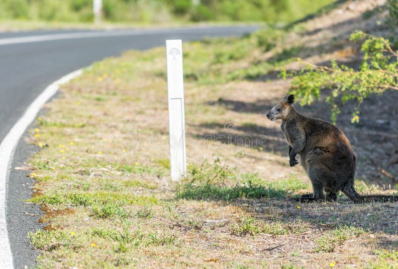Canguro a lo largo del camino, bosque de Victoria - Australia fotografía de archivo Canguro a lo largo del camino, bosque de Victoria - Australia fotografía de archivo